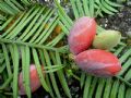 Cephalotaxus harringtonia